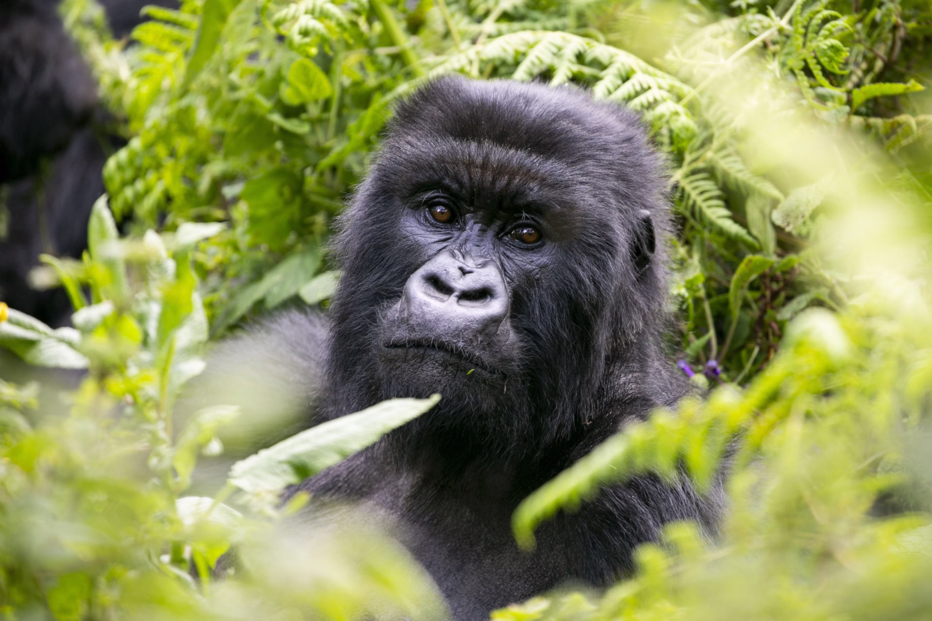 Uganda gorilla trekking