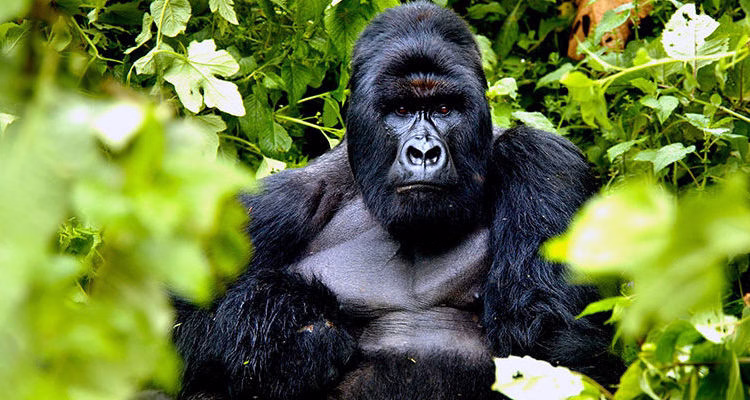 Safaris in Rwanda