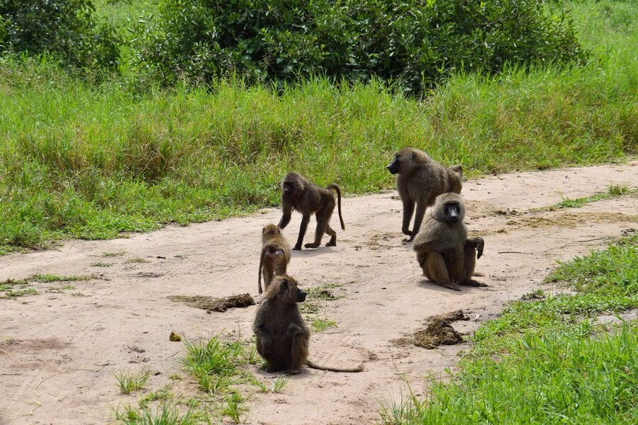 Busitema Forest Reserve