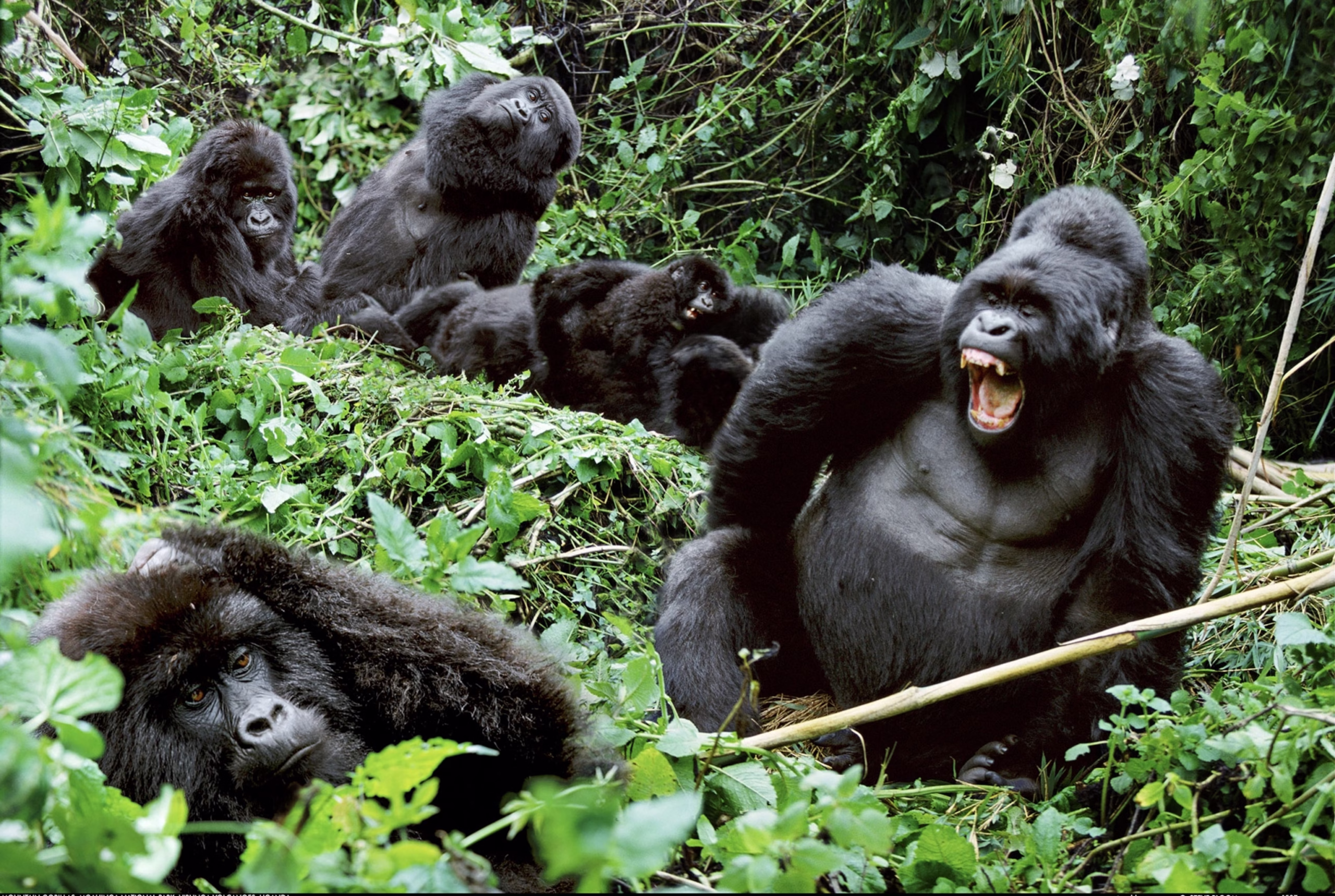 Cheapest way to see gorillas in Uganda