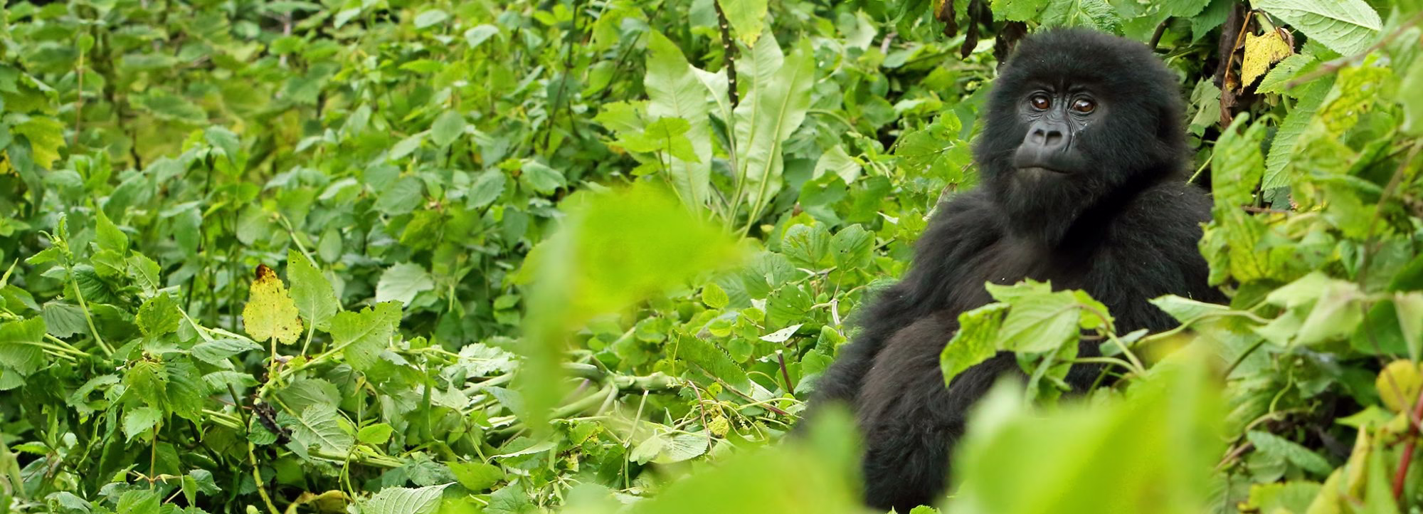Sponsor and Adopt a Gorilla