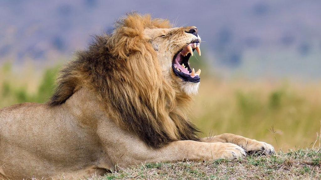 Lion Lifespan