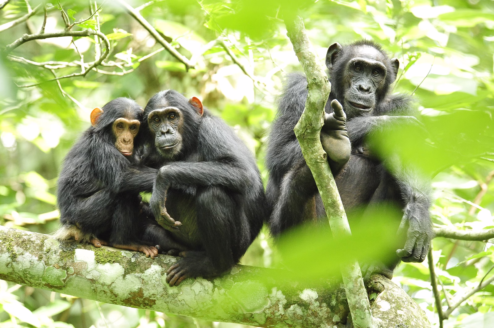 habituated primates in Nyungwe