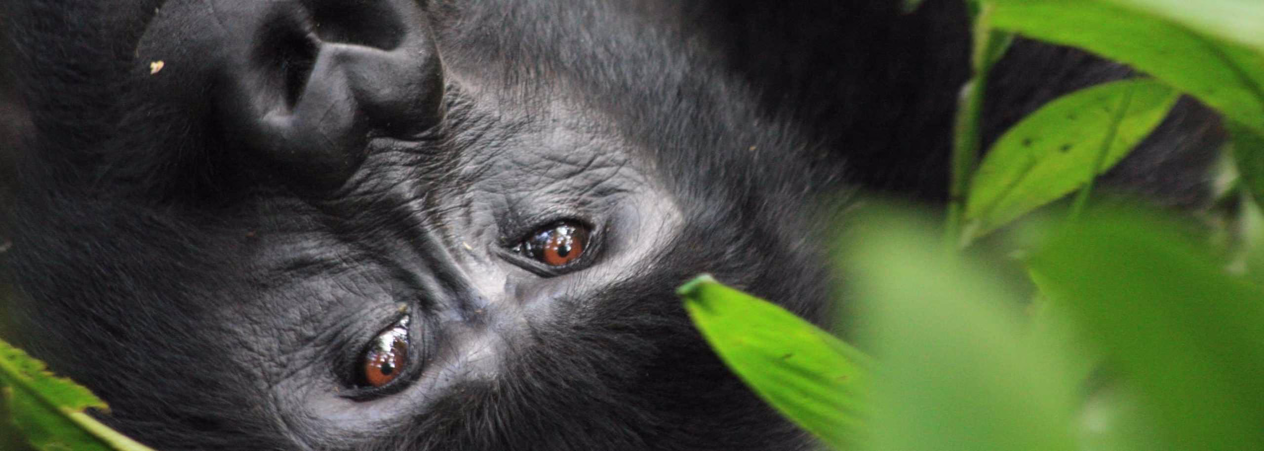 Mountain gorilla nose
