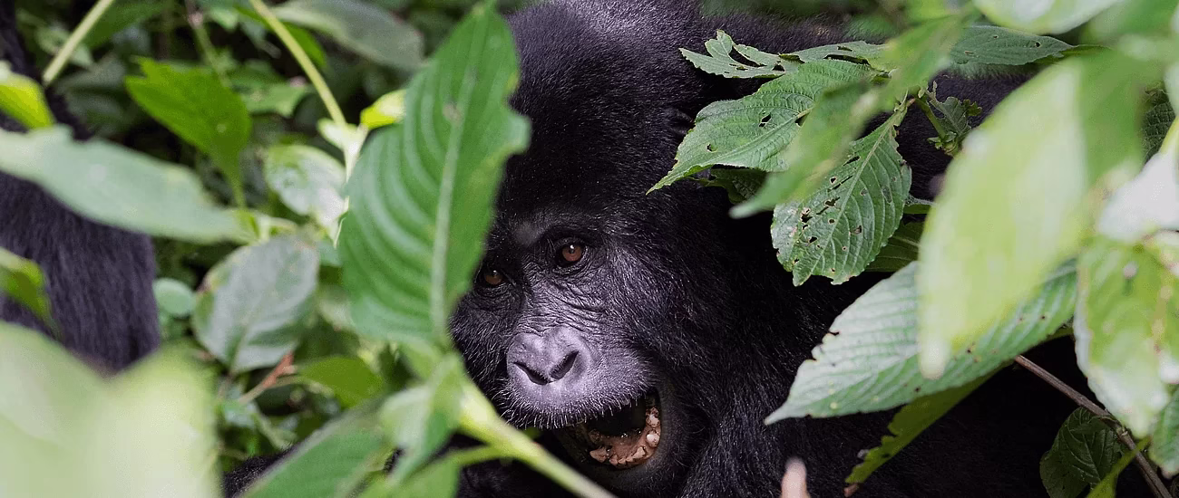 gorilla mating