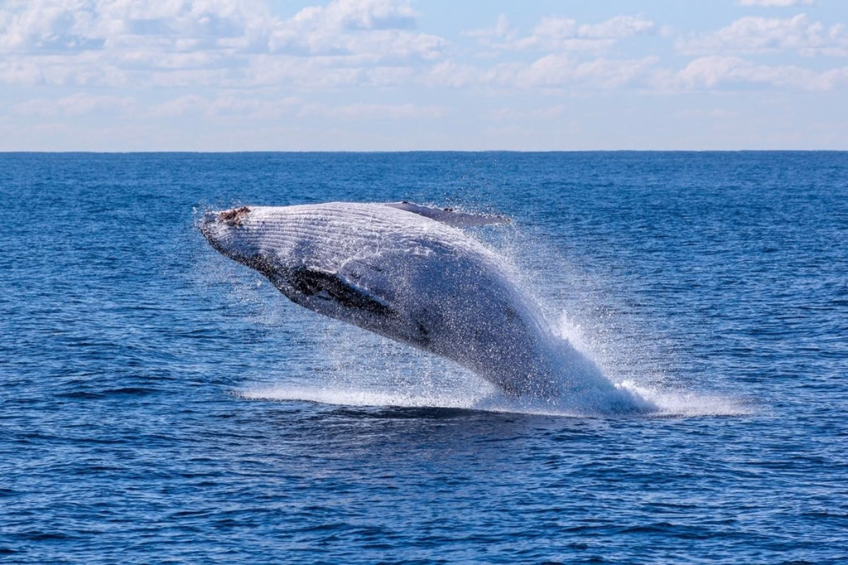Biggest Animals in the World