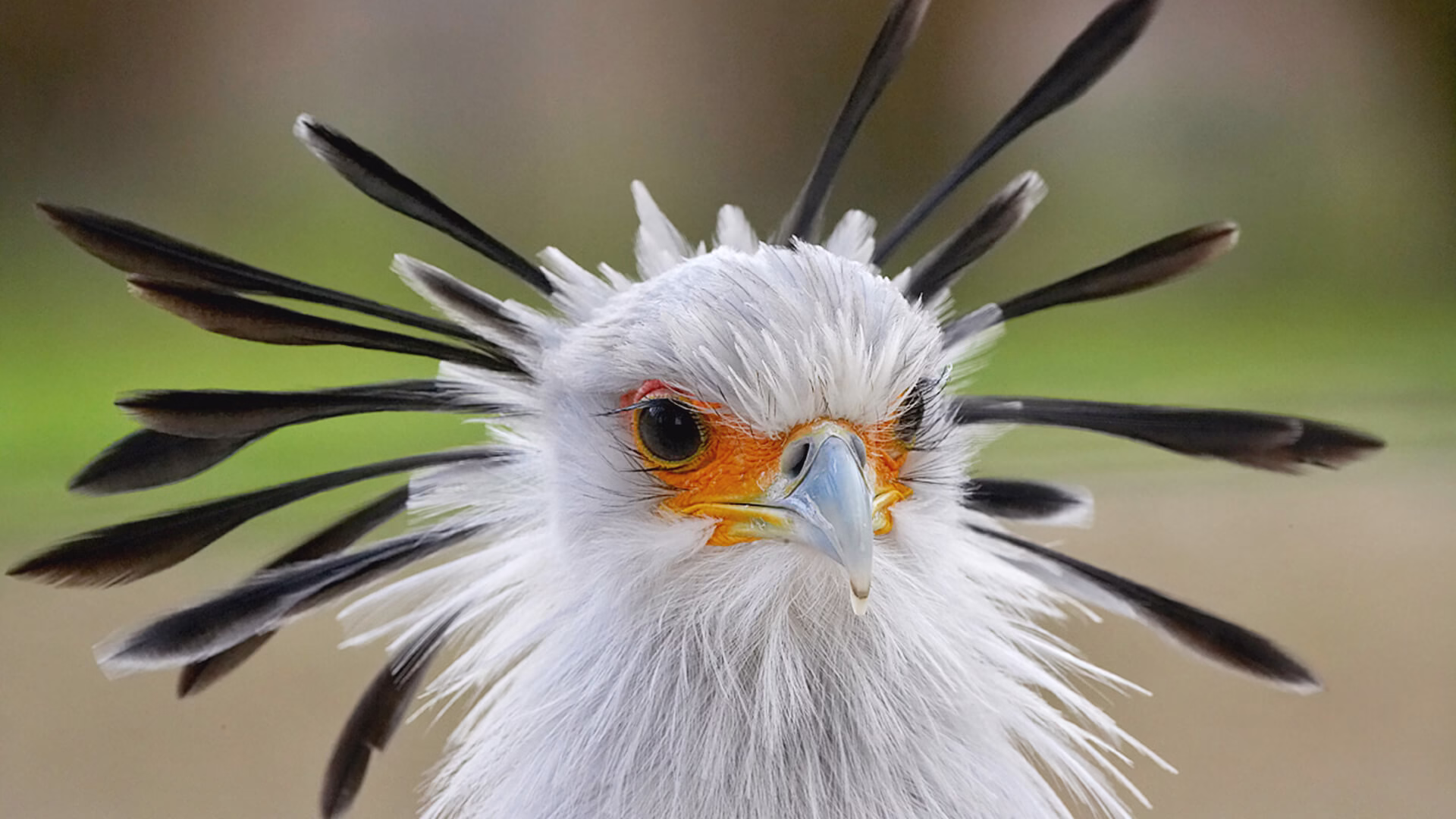 East African birds