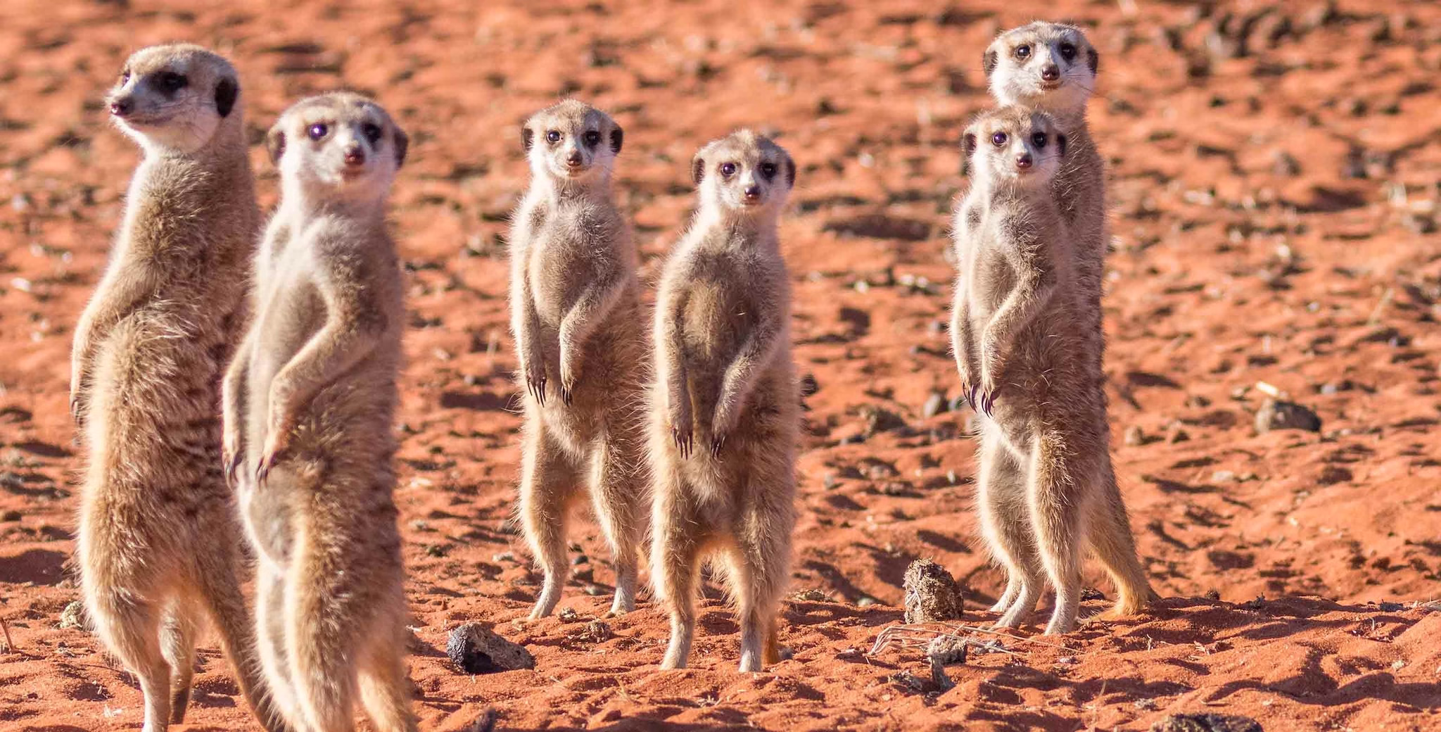 Kalahari Desert animals