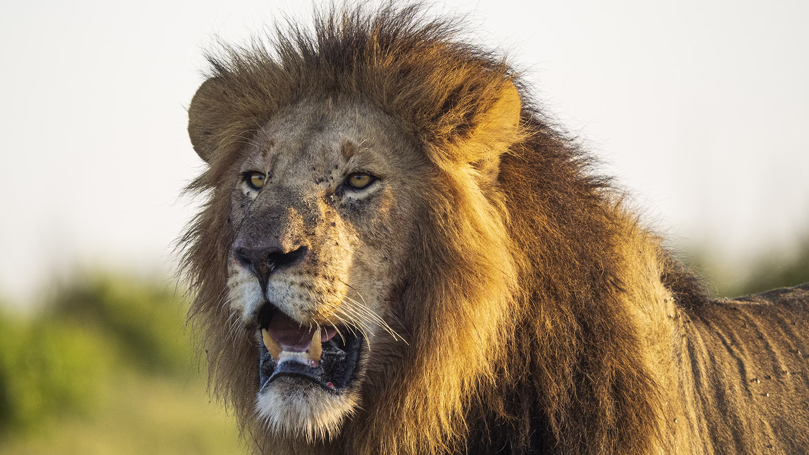 Lion Bite Force
