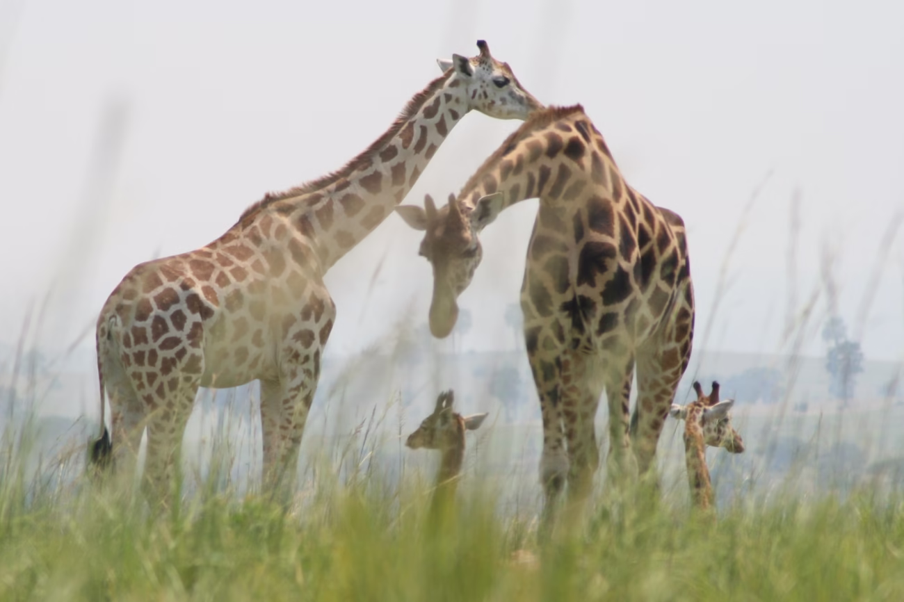 Biggest Animals in the World