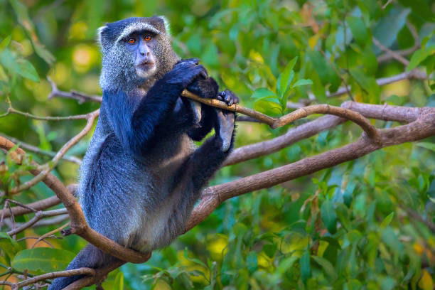 Rwanda primate species