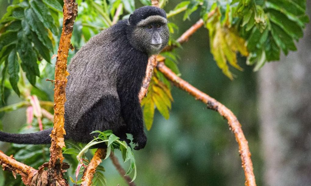 habituated primates in Nyungwe