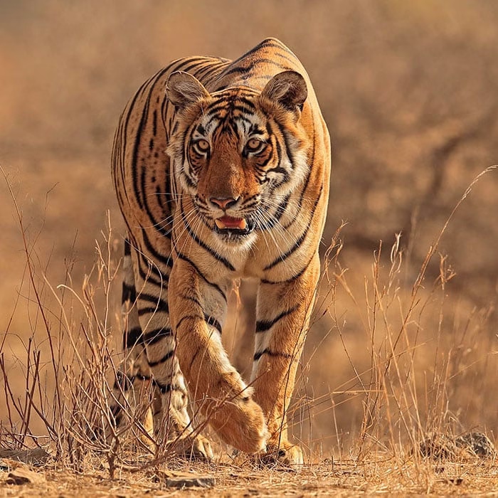 Lion vs Tiger