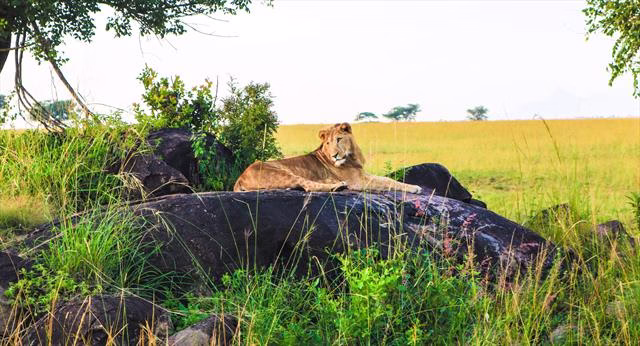Uganda 3-day safari