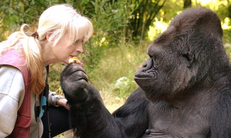 3 Days Gorilla Habituation