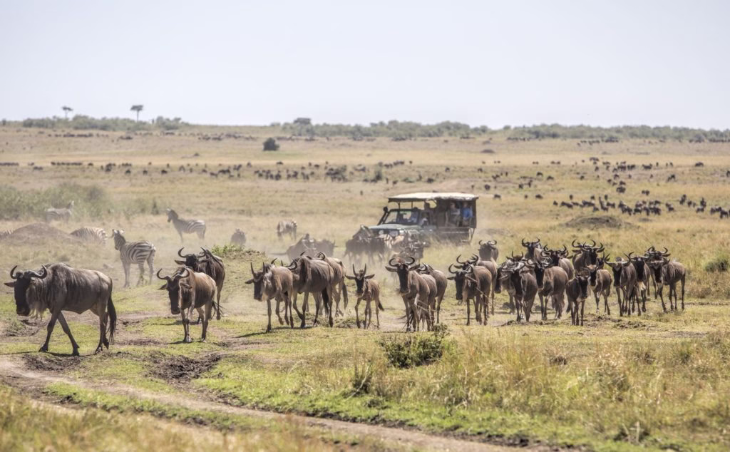 Maasai Mara safari-3-day Kenya safari