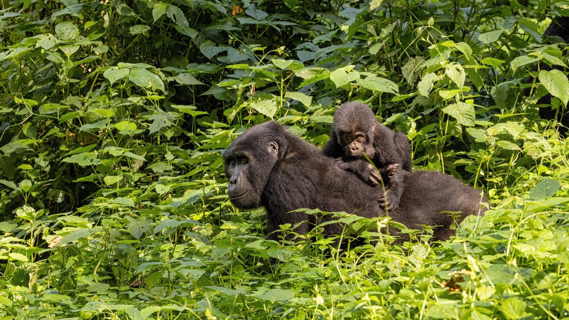 7-day gorilla tour