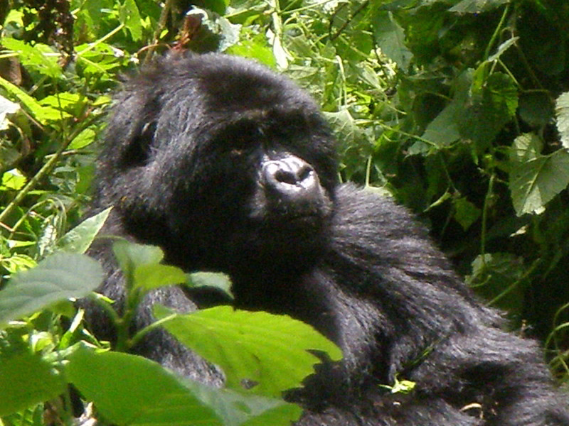 How Much Does It Cost to Go Gorilla Trekking in Uganda?