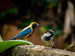 How to Spot Birds