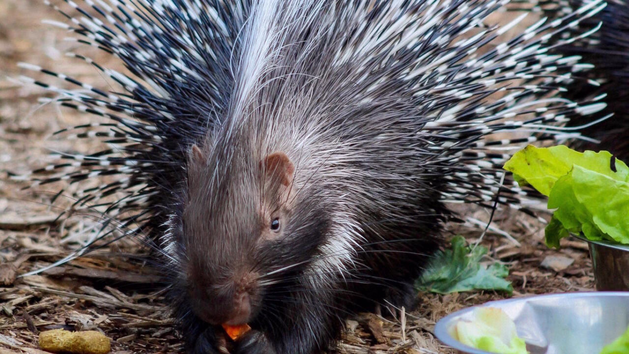Cape-Porcupine