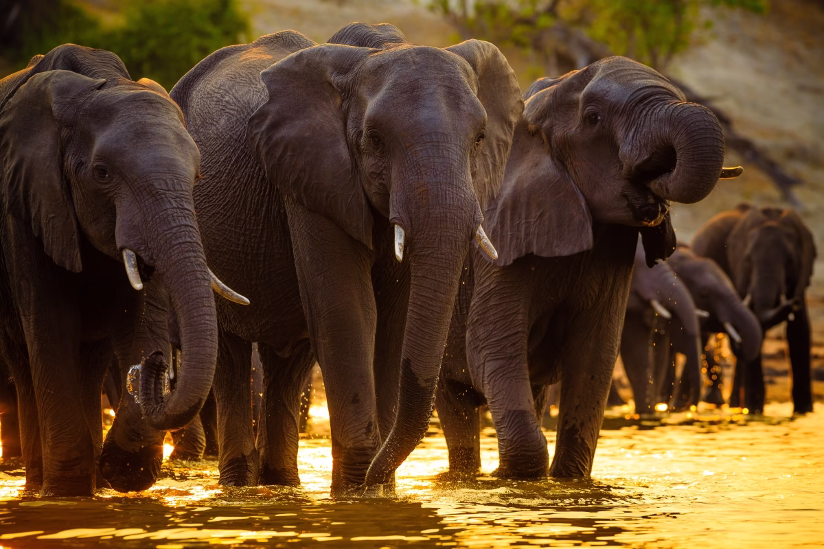 Where to See Wildlife in Africa – The Ultimate Safari Guide