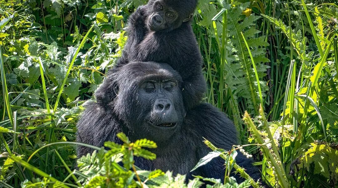 Gorilla Trekking from Kampala