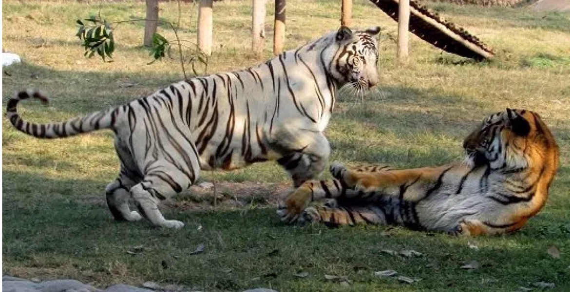 Are There Tigers in Uganda?