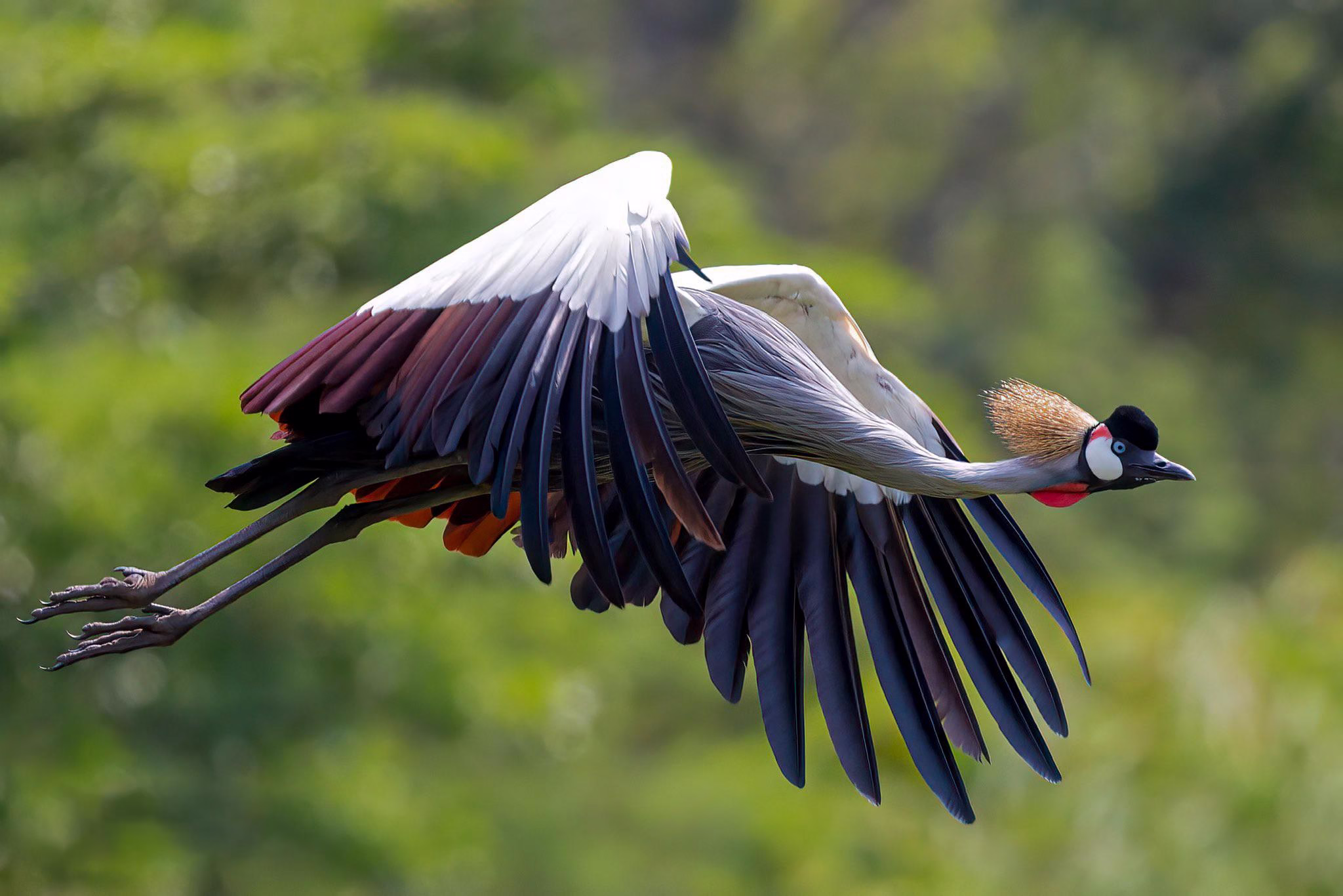 All to Know About Umusambi Conservancy Village