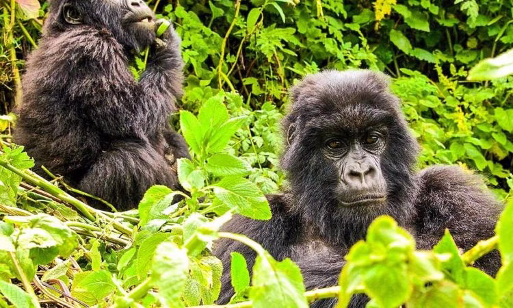 Gorilla Tourism in Africa