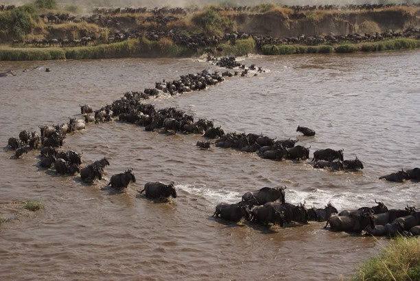 Grumeti River Crossing