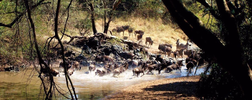 3 Days Serengeti and Ngorongoro Safari