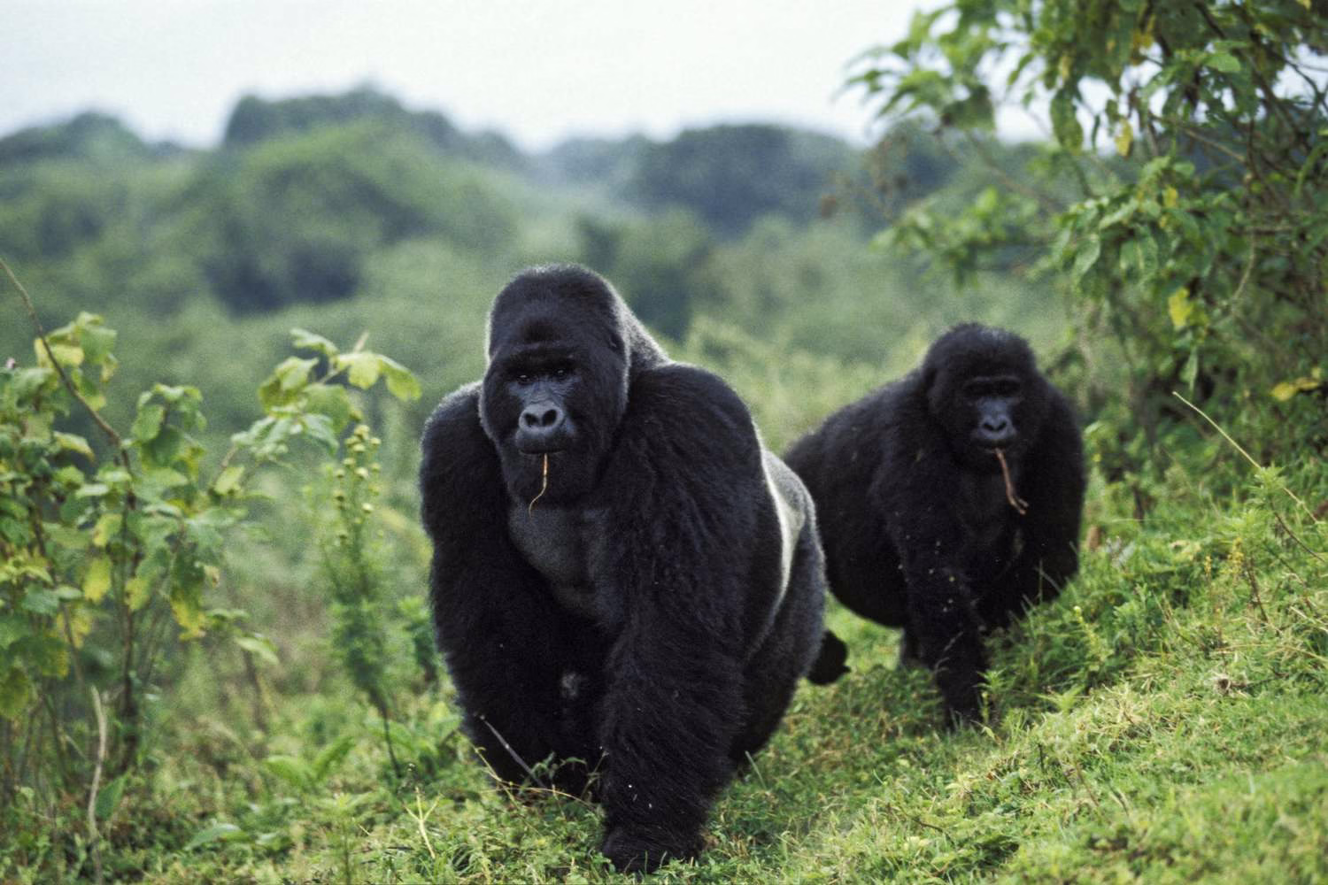 3 Days Congo Gorilla Safari