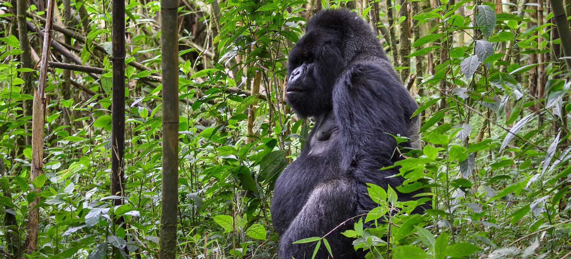 Best National Parks in Uganda for a Safari