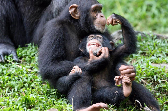 Budongo Central Forest – Chimpanzee Trekking and Habituation Experience